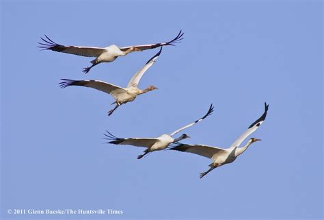 Whooping crane migration remains grounded in Winston County - al.com