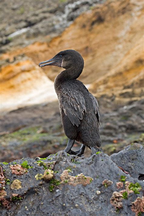 Flightless Cormorant (Phalacrocorax harrisi)