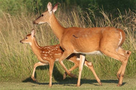 Outdoor Illinois Journal: Fawn Survival—It Depends on Your Mama—Her Age ...