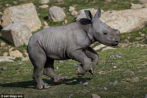 A baby rhino named Chutti and a calf named Moo Moo Kitty have become ...