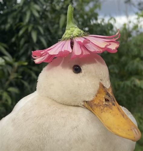 aesthetic duck with flower hat in 2022 | Cute animal photos, Cute ...