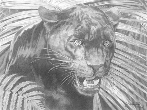 Panther Pencil Drawing at PaintingValley.com | Explore collection of ...