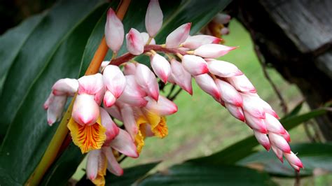 Common Ginger Plant Flower