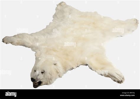 A polar bear's skin, Greenland, 1965 Skin of a male polar bear (Ursus ...