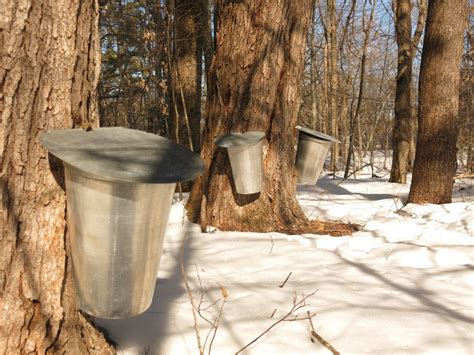 Sugar Bush Farms in Niagara - niagarafamilies.com