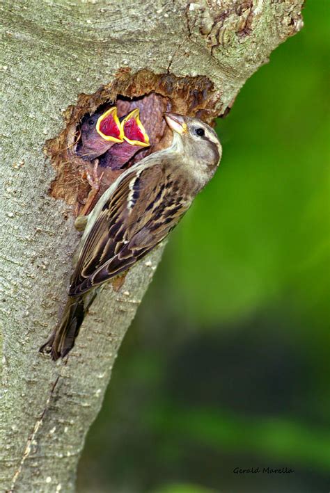 Chipping Sparrow Nest Photograph by Gerald Marella