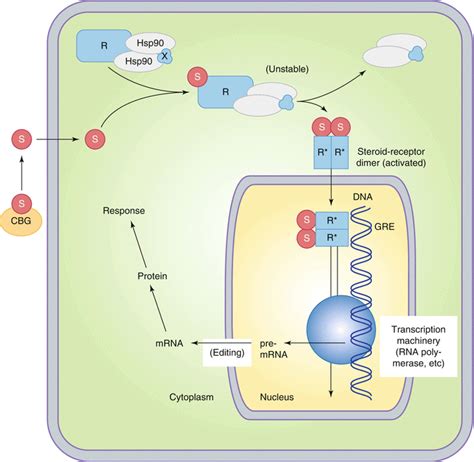 Mechanism Of Action Of Corticosteroids Corticosteroids Diffuse Across ...