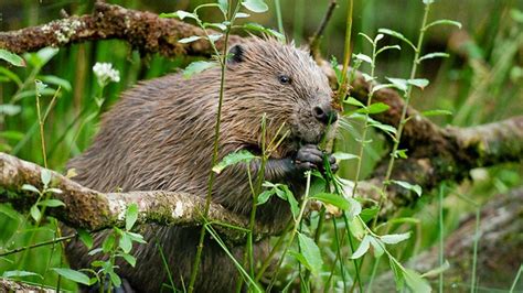 Watch Britain's first wild beaver kits for 400 years take a dip | WIRED UK