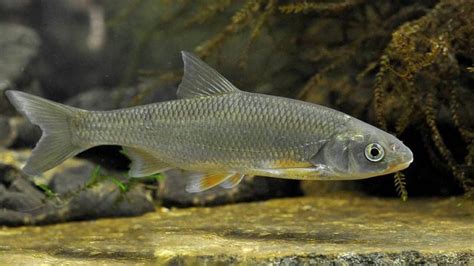 Common Dace: Habitat, Care, Aquarium Maintenance