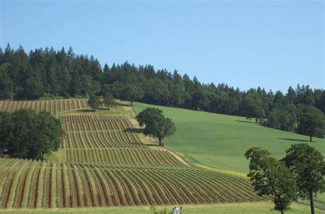 The Stoller Vineyards 5k - one of RunOregon's favorites - is in less ...