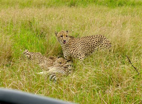 Jeanette's Big Blog of Animals: Lion cubs playing, cheetah eating