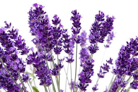 Lavender Color Wallpaper (56+ pictures)