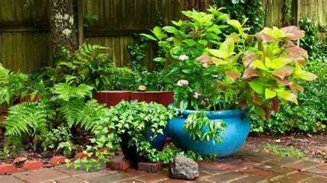 25 plantas de exterior resistentes (aptas para negados)