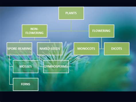 3 Characteristics Of Kingdom Plantae - Riset