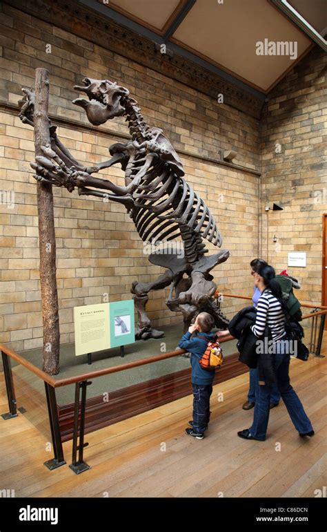 South American Giant Sloth skeleton in the London Natural History ...