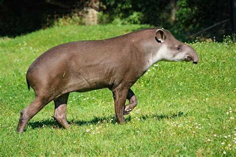 Tapir Animal Facts - Learn More About The Tapir