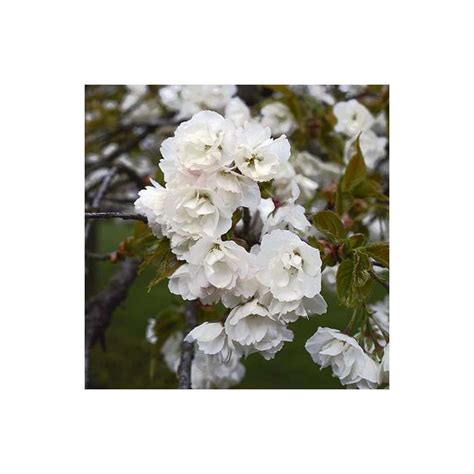 Prunus 'Shirotae' | Cherry Blossom Tree | White Plants Kingdom Store