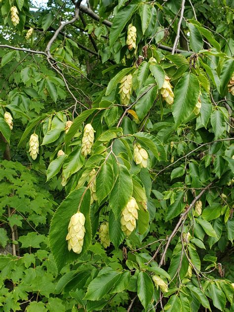 Ostrya virginiana - Bird Gardens