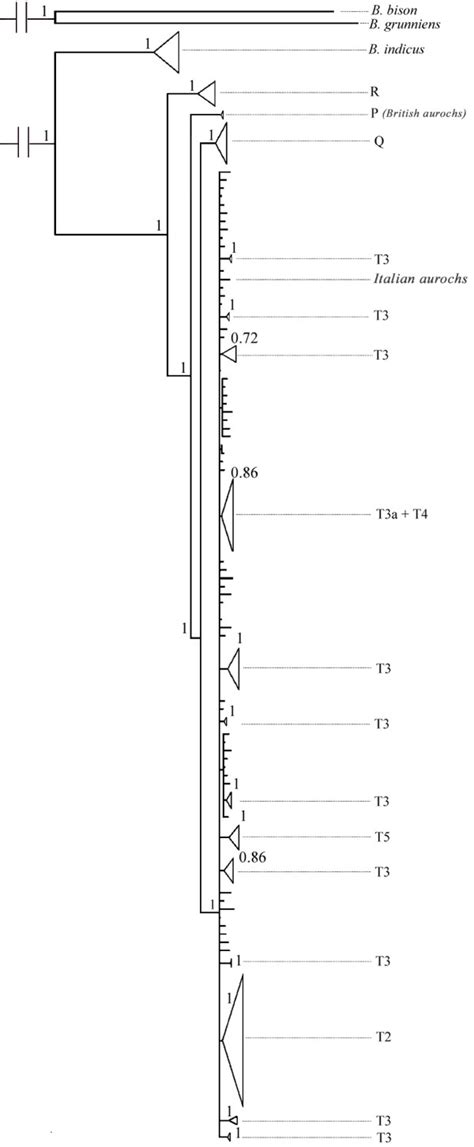 Phylogenetic tree of complete mtDNA genomes. Bayesian consensus ...