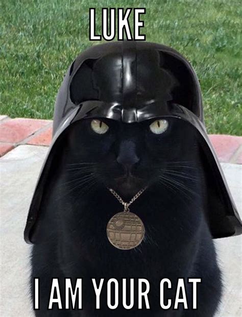 Darth Vader black cat | Cute animal memes, Funny cat memes, Animal jokes