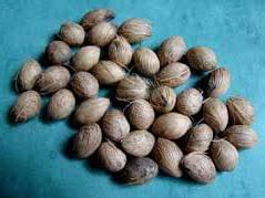 Areca Palm Seeds at Best Price in Dehradun - ID: 1545934 | Rajesh ...