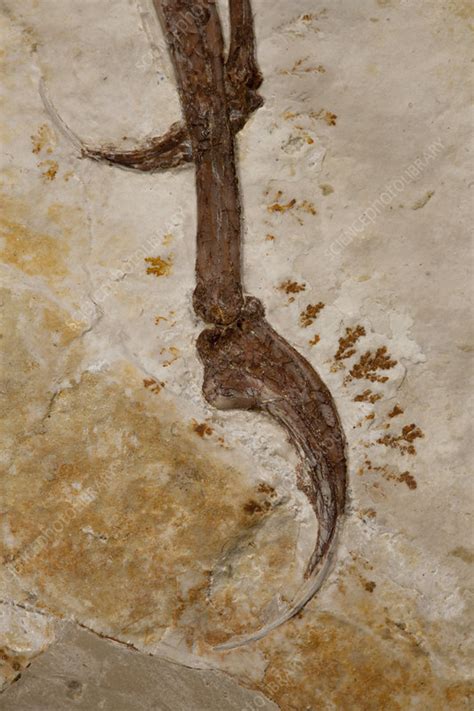 Archaeopteryx fossil - Stock Image - C045/9454 - Science Photo Library