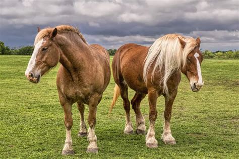 Belgian Horse Breed: Care, Cost & History (2024) | Horses Only