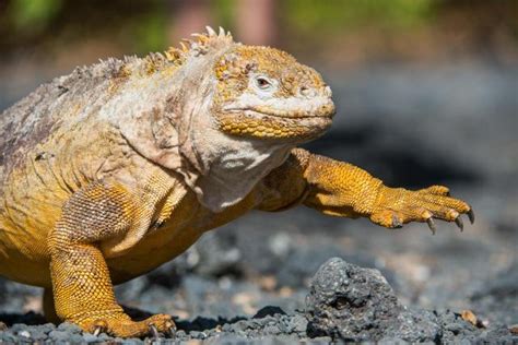 Top 10 Galapagos Land Iguana Facts - A Bright Yellow Iguana