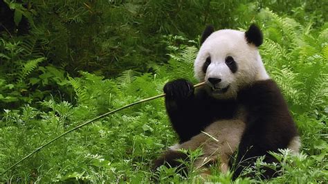 Nature Animals 1920x1080 Nature, Animals, Panda, Bears, avey tare HD ...