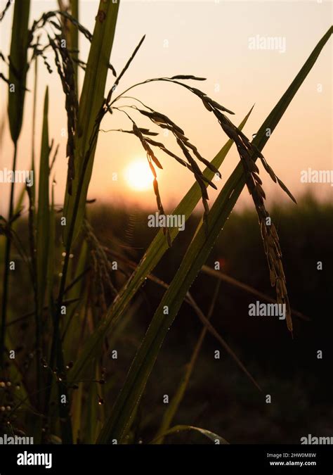 Paddy in Paddy field at Sunrise Stock Photo - Alamy