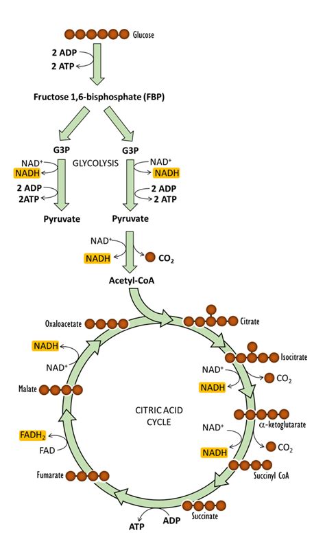 Glucose Oxidation | OER Commons