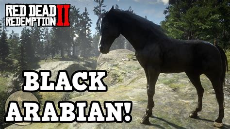 Rdr2 where to find black arabian horse