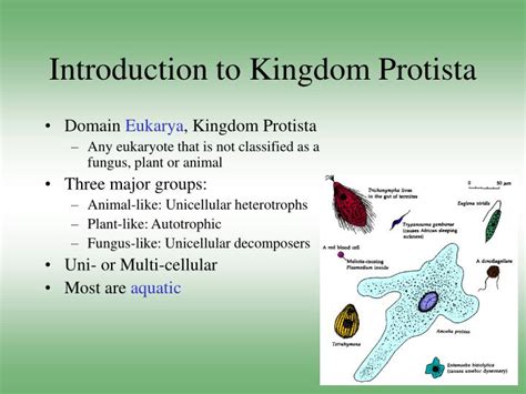 Protista Kingdom