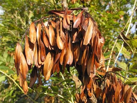 Grow an Ash Tree from Seed | An Easy to Follow Guide from TCV