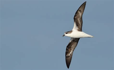 Gadfly Petrels - Seabird Tracking Database