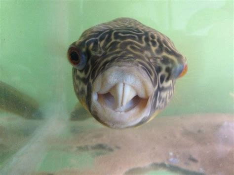 MBU Puffer, teeth needs a trim. | Fish pet, Pets, Animals