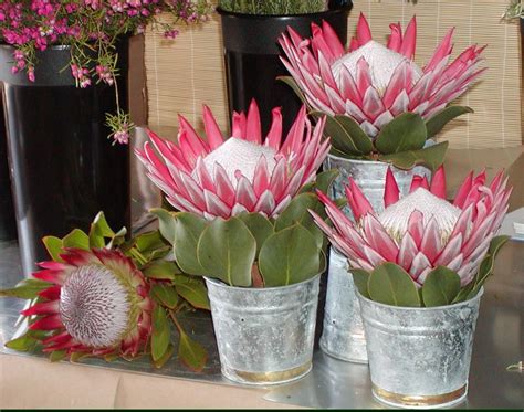 King Protea | Protea flower, Flower arrangements, Flower vase arrangements