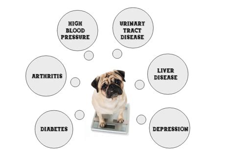 Pet Obesity: Symptoms & Adverse Health Conditions | Budgetvetcare