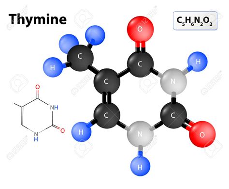 Thymine molecular structure. Chemical structural formula and model of ...