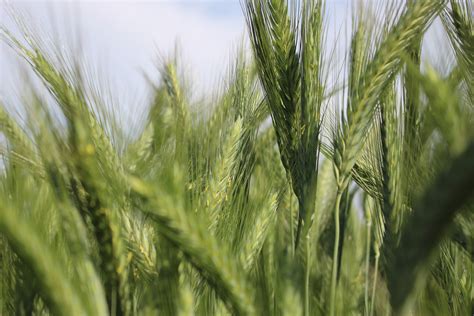 Triticale wholecrop suitable for high disease pressure areas — Seedtech