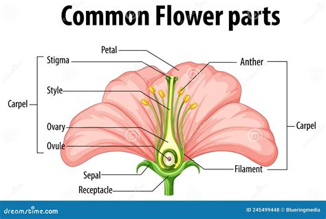 Diagram Showing Common Flower Parts Stock Vector - Illustration of ...