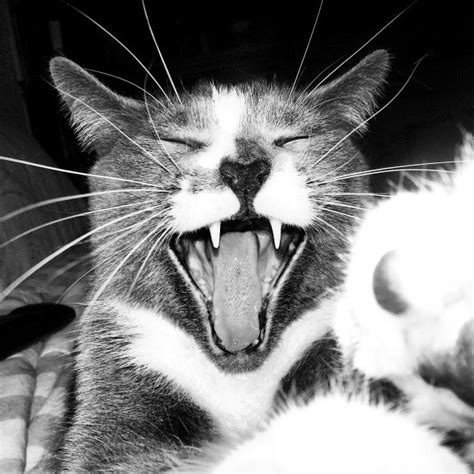 Cat Yawn Finger pointing meme laughing | Cat yawning, Cats, Cute animals