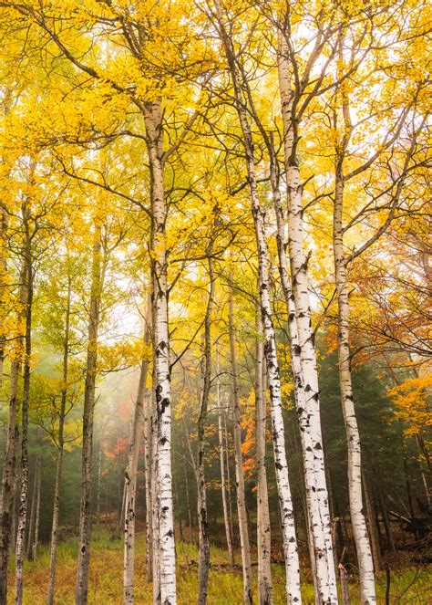 Birch Trees Color Vert Photography Art | Kurt Gardner Photography Gallery