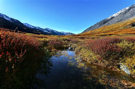 Fascinating Taiga Biome: Taiga Animals and Plants