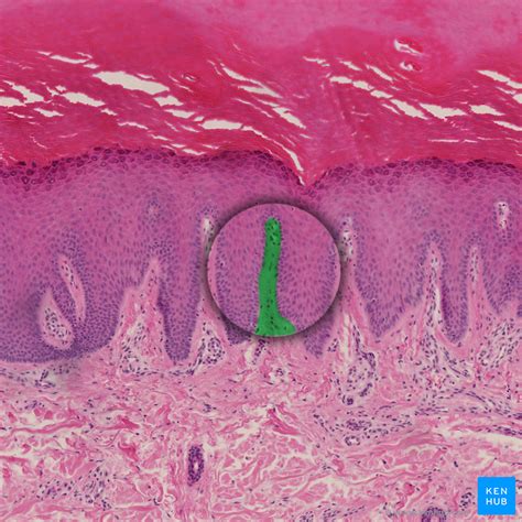 Skin - Cells, Layers & Histological Features | Kenhub