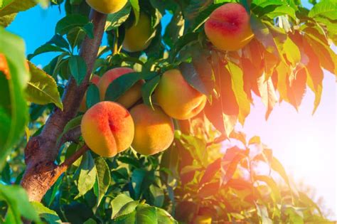 Peach Tree Care » Tips for Healthy Trees