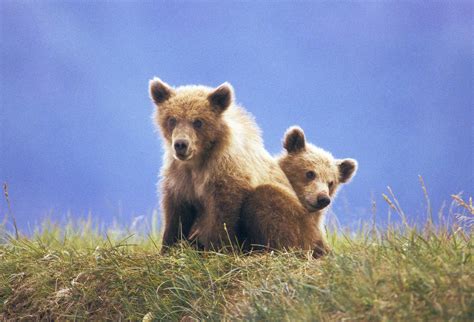 Brown / Grizzly Bear Facts - North American Bear CenterNorth American ...