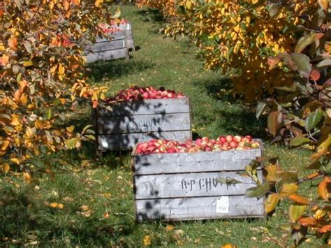 Bins of apples in the orchard, Annapolis Valley. | Annapolis valley ...