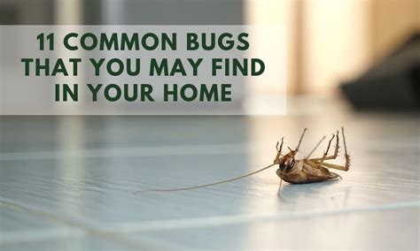 11 Common Bugs That You May Find in Your Home