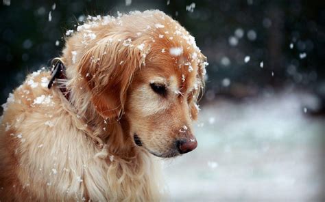 Winter Dog Wallpapers - Top Những Hình Ảnh Đẹp